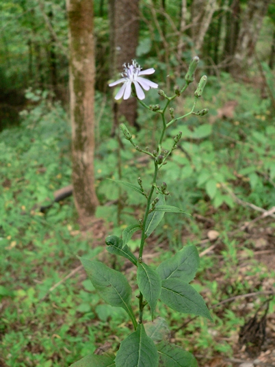 {Lactuca floridana}